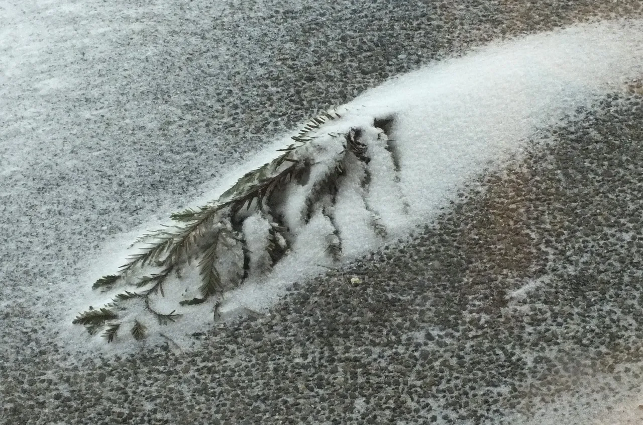CCL0010WinterBranch.jpg
