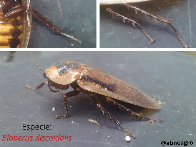 Blattodea partes 3.png