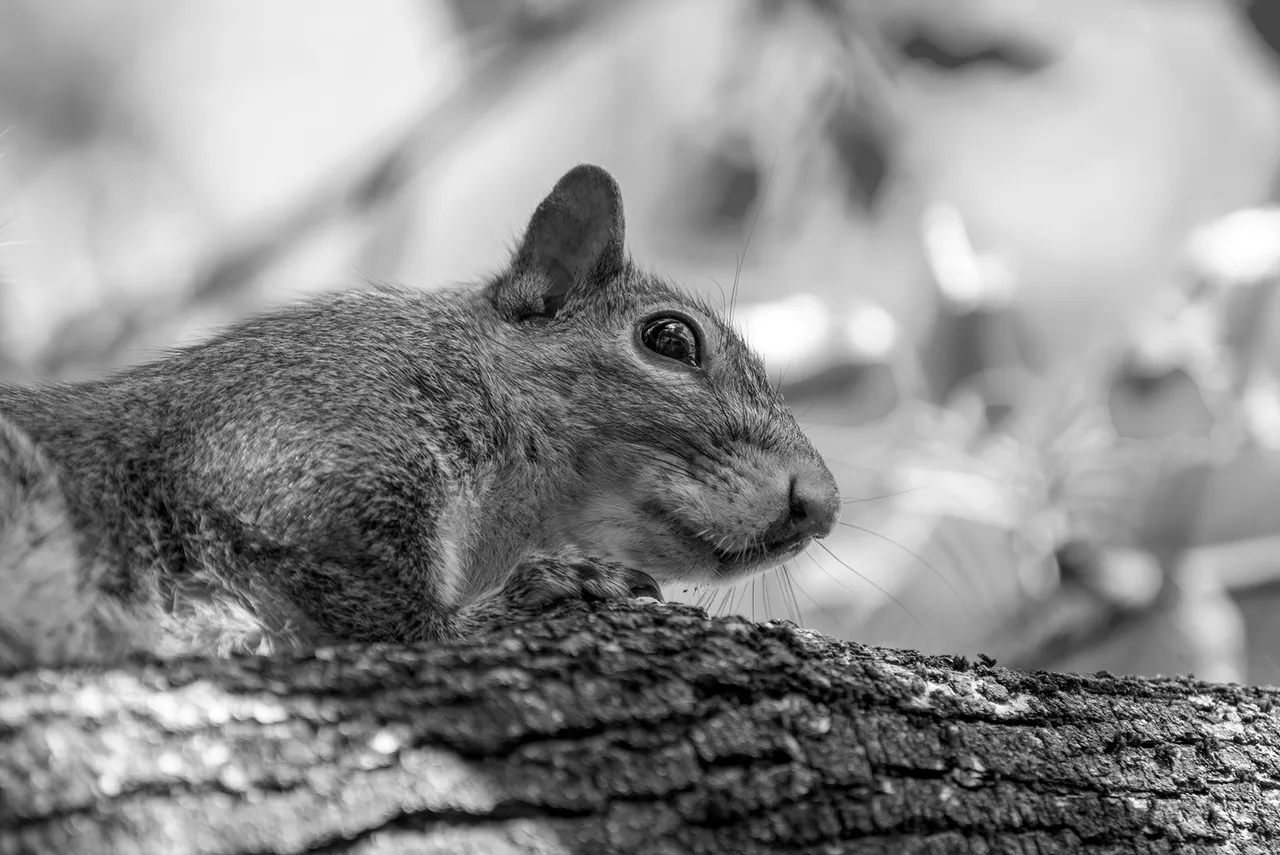 Squirrel closeup s.jpg
