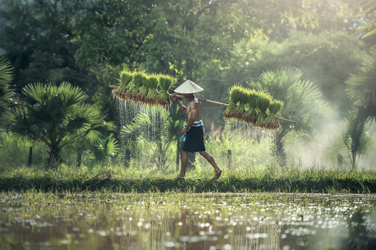 farmer-g53d5ccd1a_1920.jpg