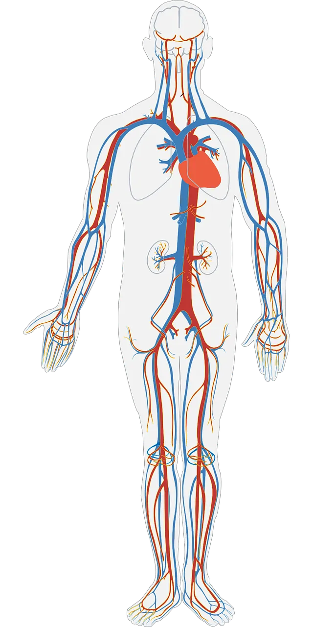 human-body-311864_1280.png