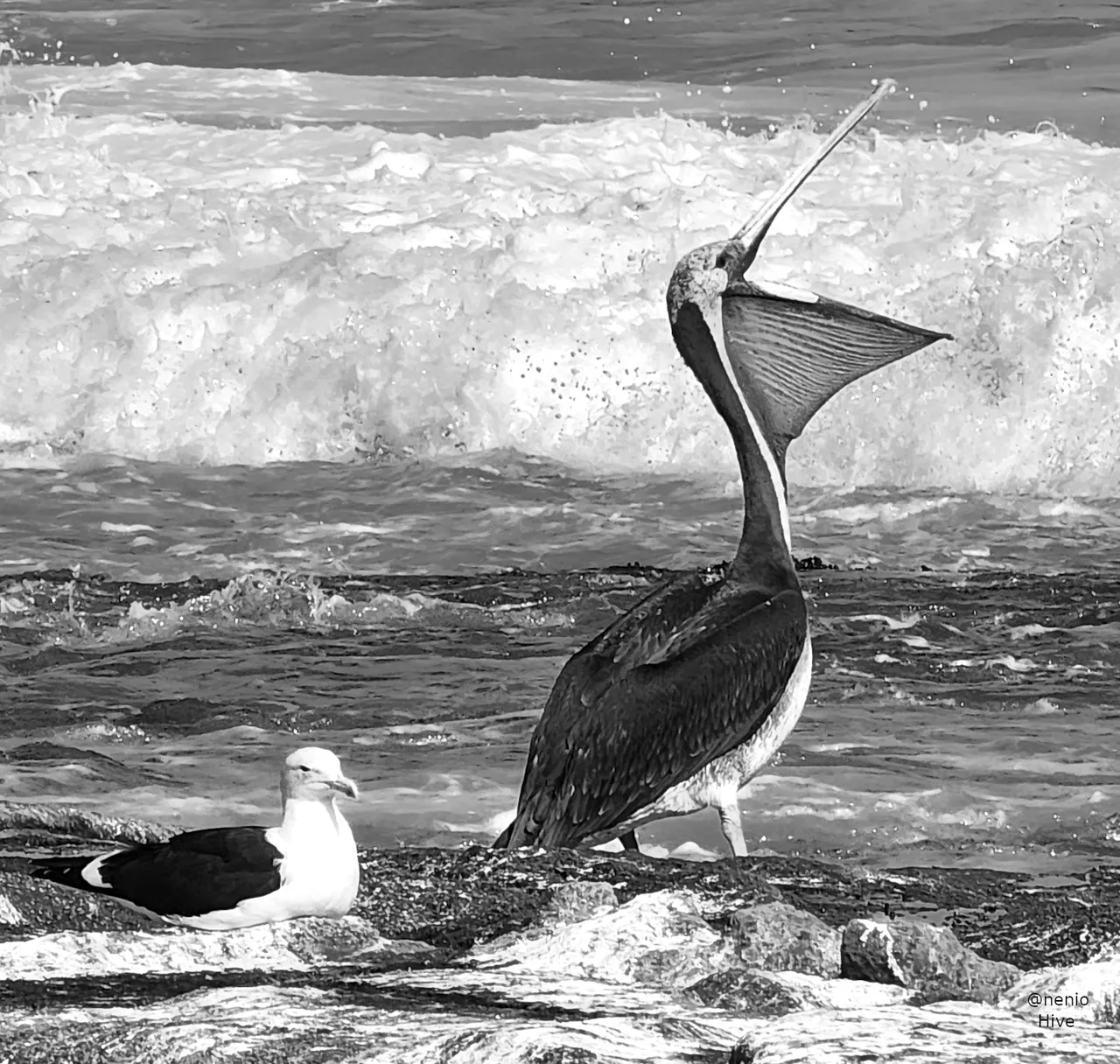 pelican-seagull-002-bw.jpg
