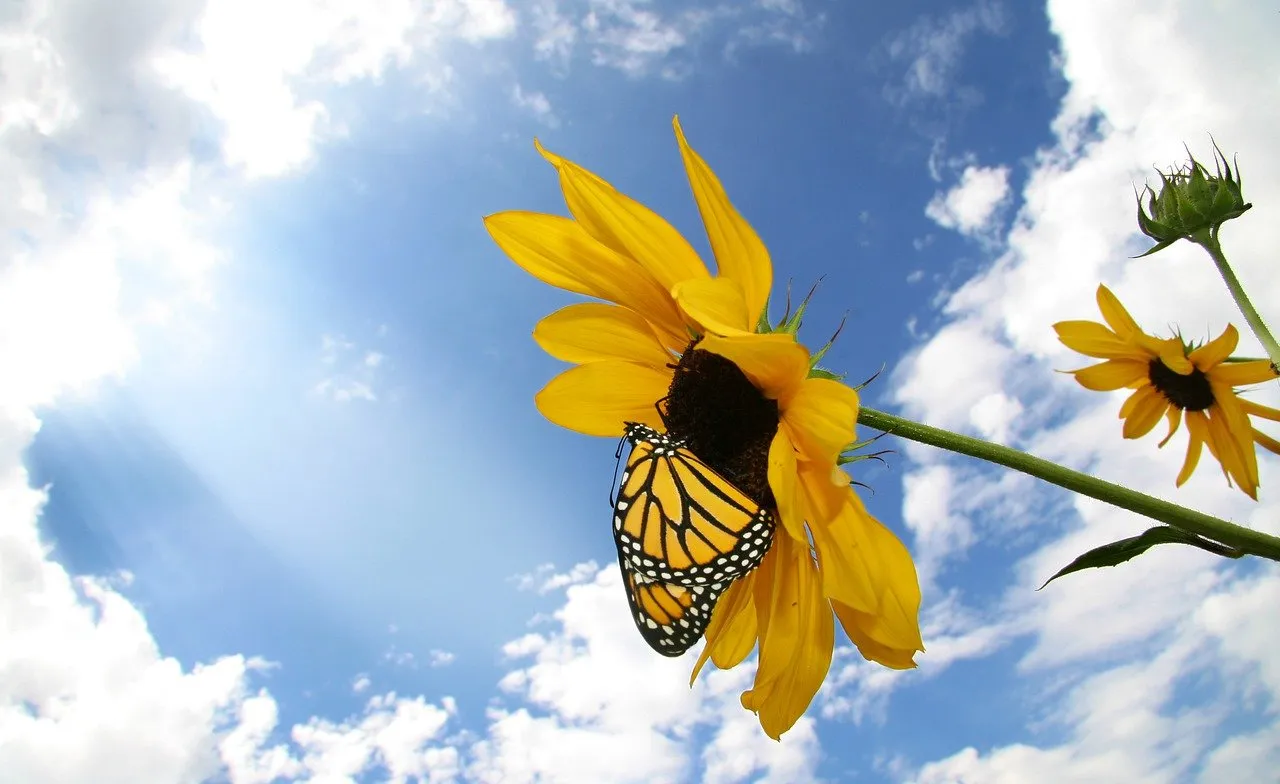 butterfly-5856517_1280.jpg