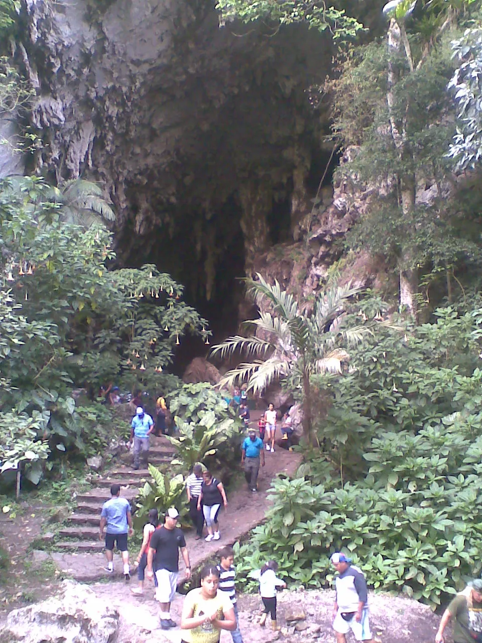 Cueva del guacharo.jpg