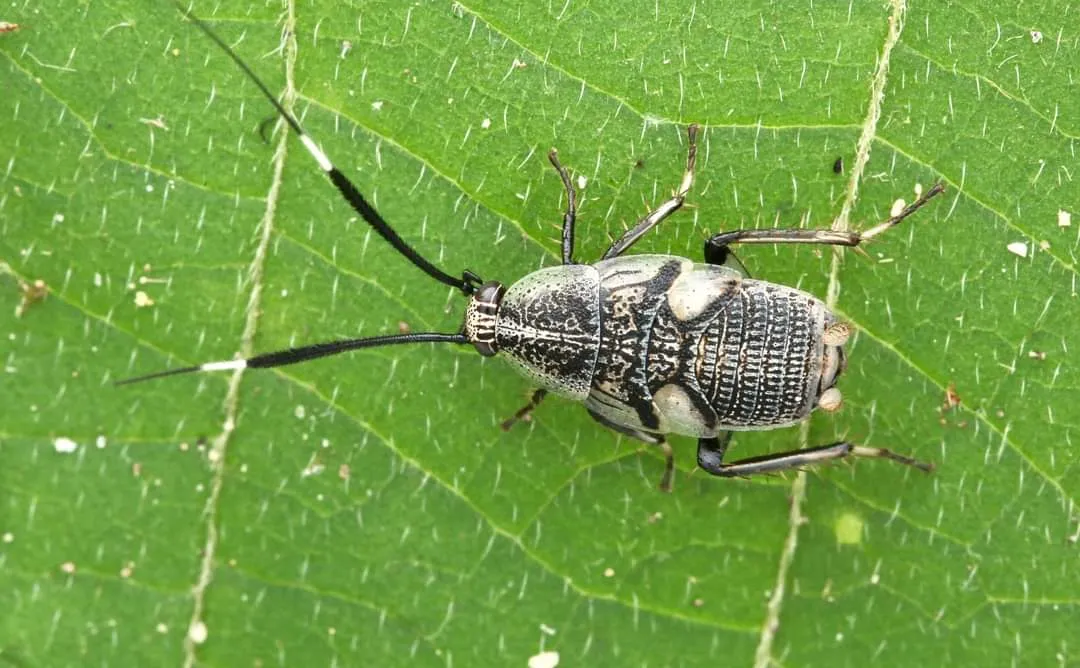 strange insect (2).jpg