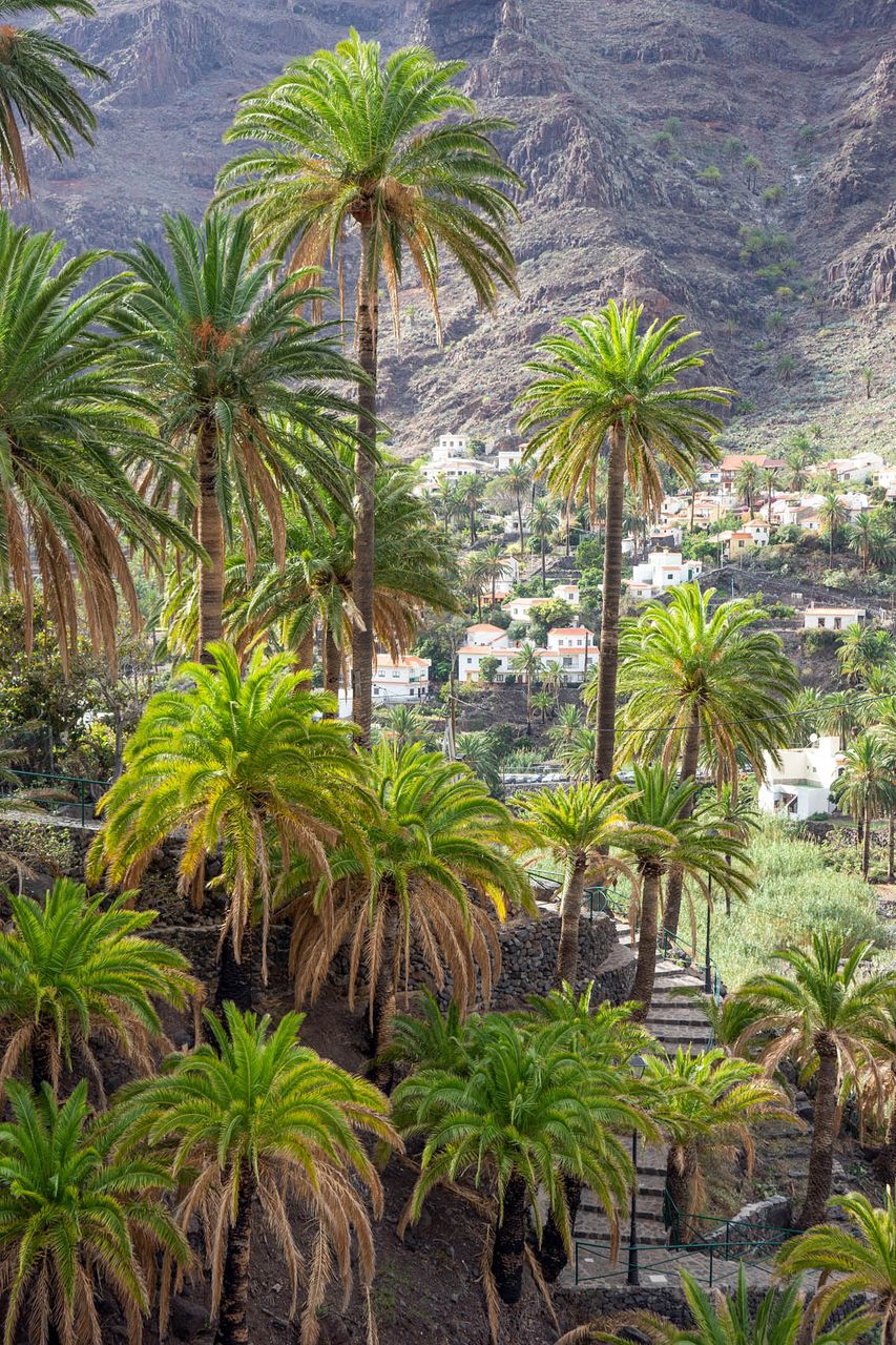 Hight density of palm treess