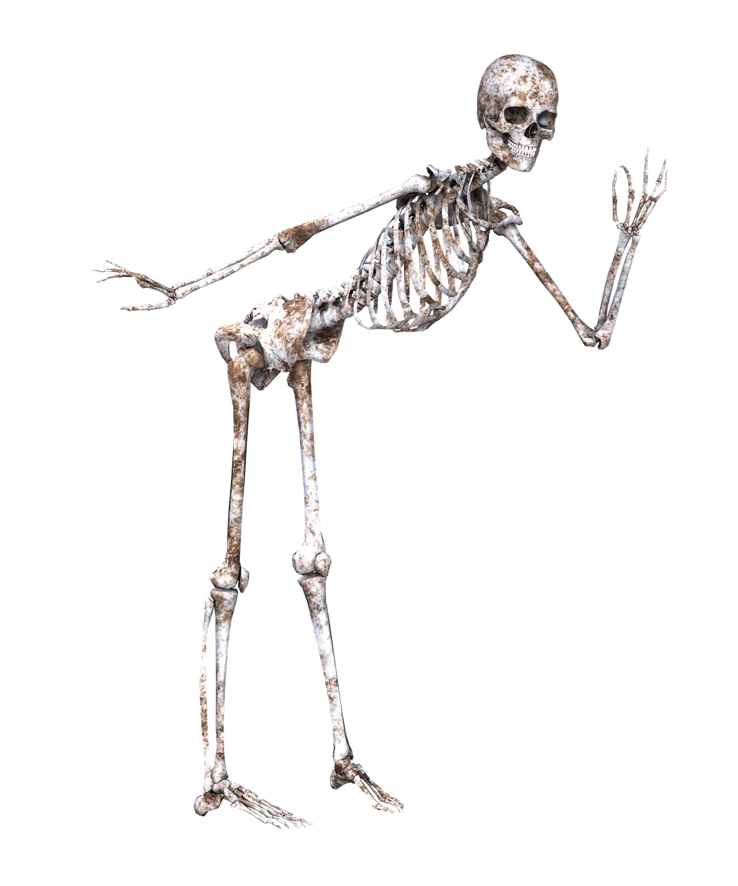 skeleton-1940279_1920.png