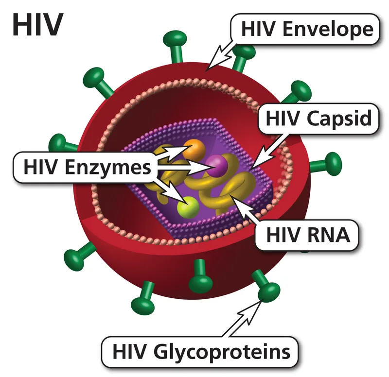 HIV-Virus-Spanish-800.jpg