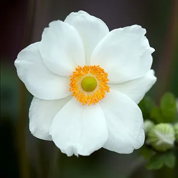 summer-anemone-224501.jpg