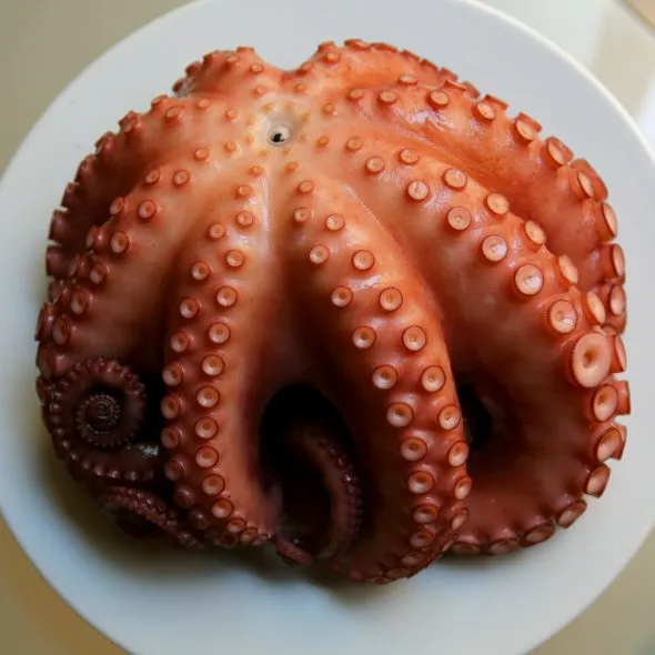 octopus-insta-590x590.jpg