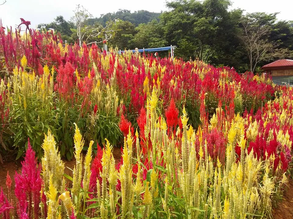 Flower-Garden-in-Cebu.jpg