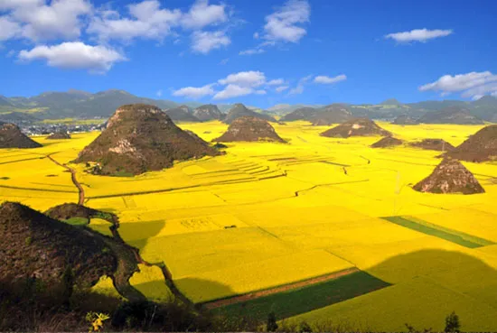 Flower-Ocean-in-China.jpg