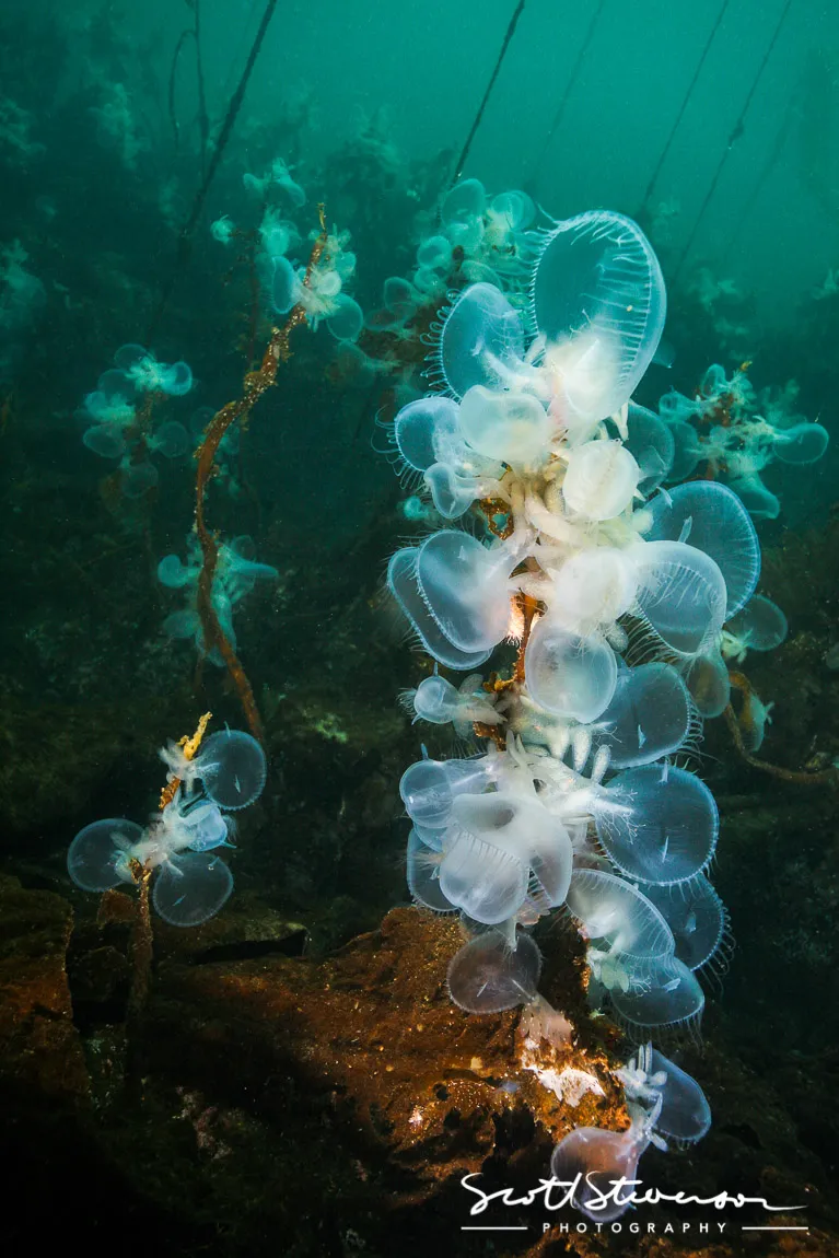 Hooded Nudibranch-5.jpg