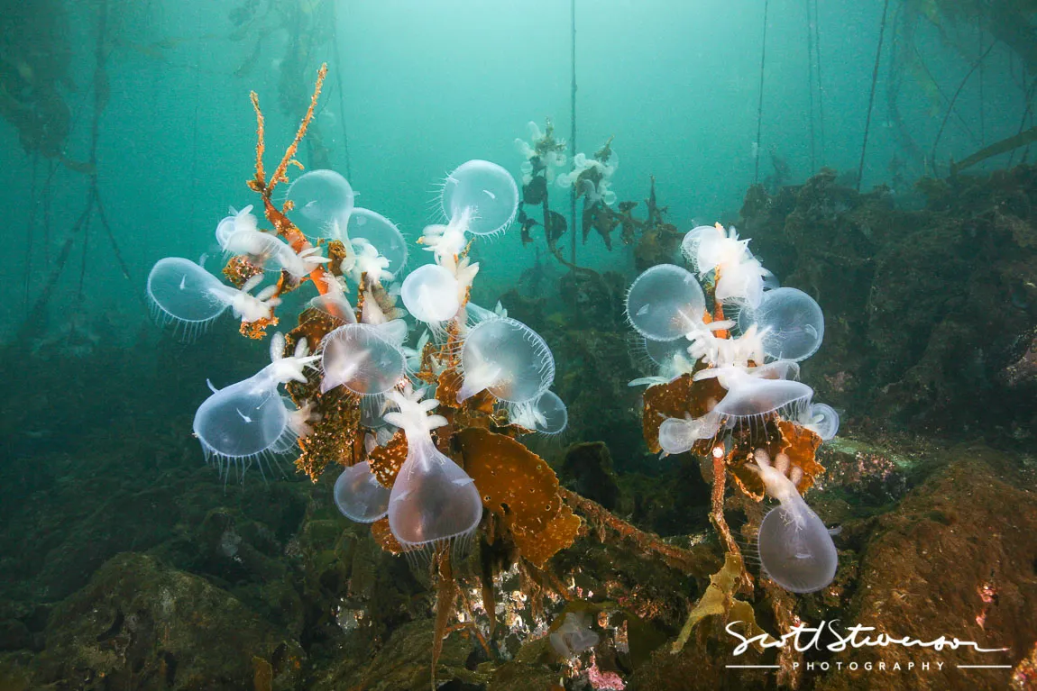 Hooded Nudibranch-3.jpg