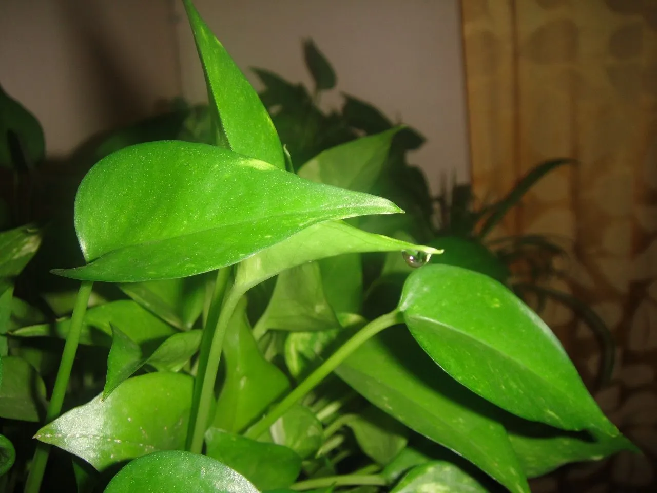 DSC00571 (1280x960).jpg