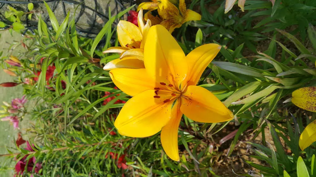 flower20150501_162448.jpg