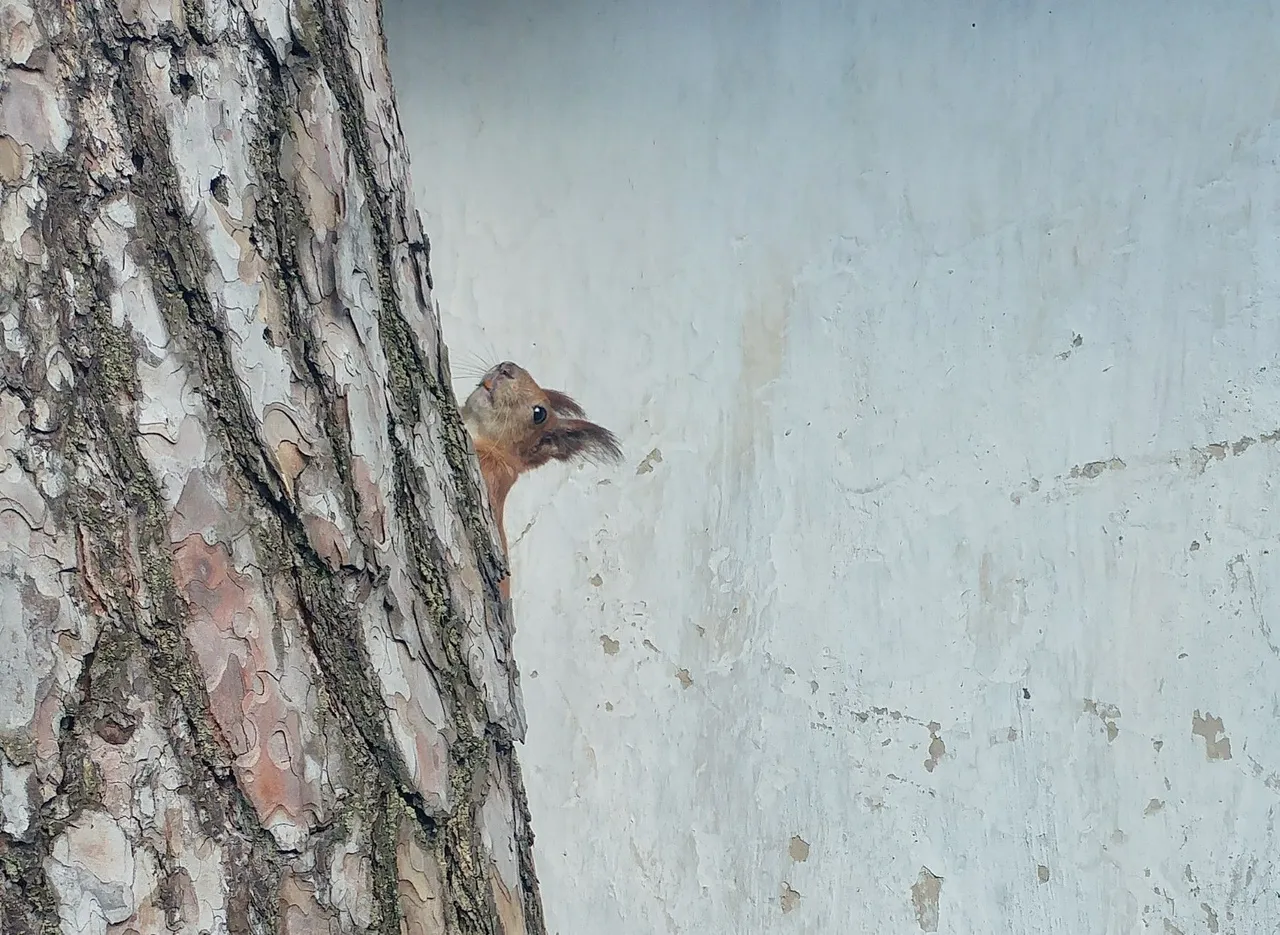 20180423_165406_HDR-1.jpg