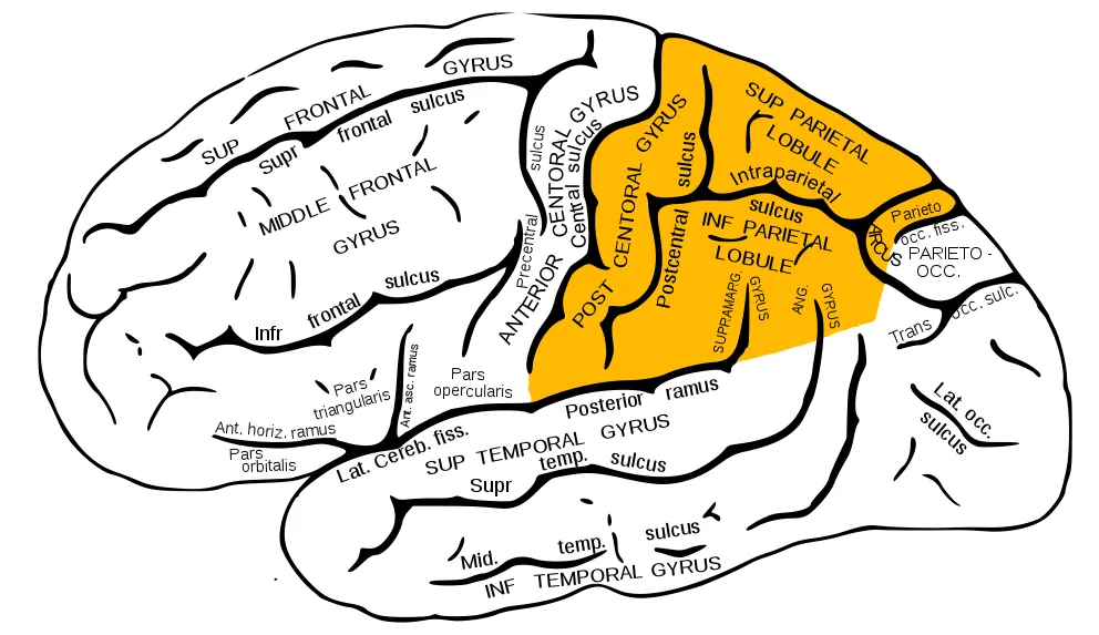 Gray726_parietal_lobe.png