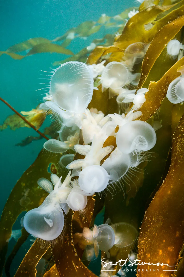 Hooded Nudibranch-2.jpg