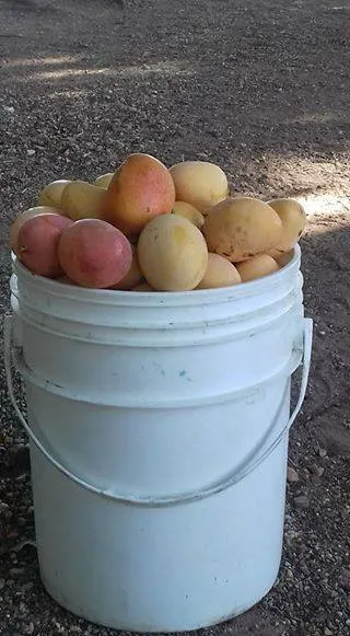 mangos para jalea.jpg