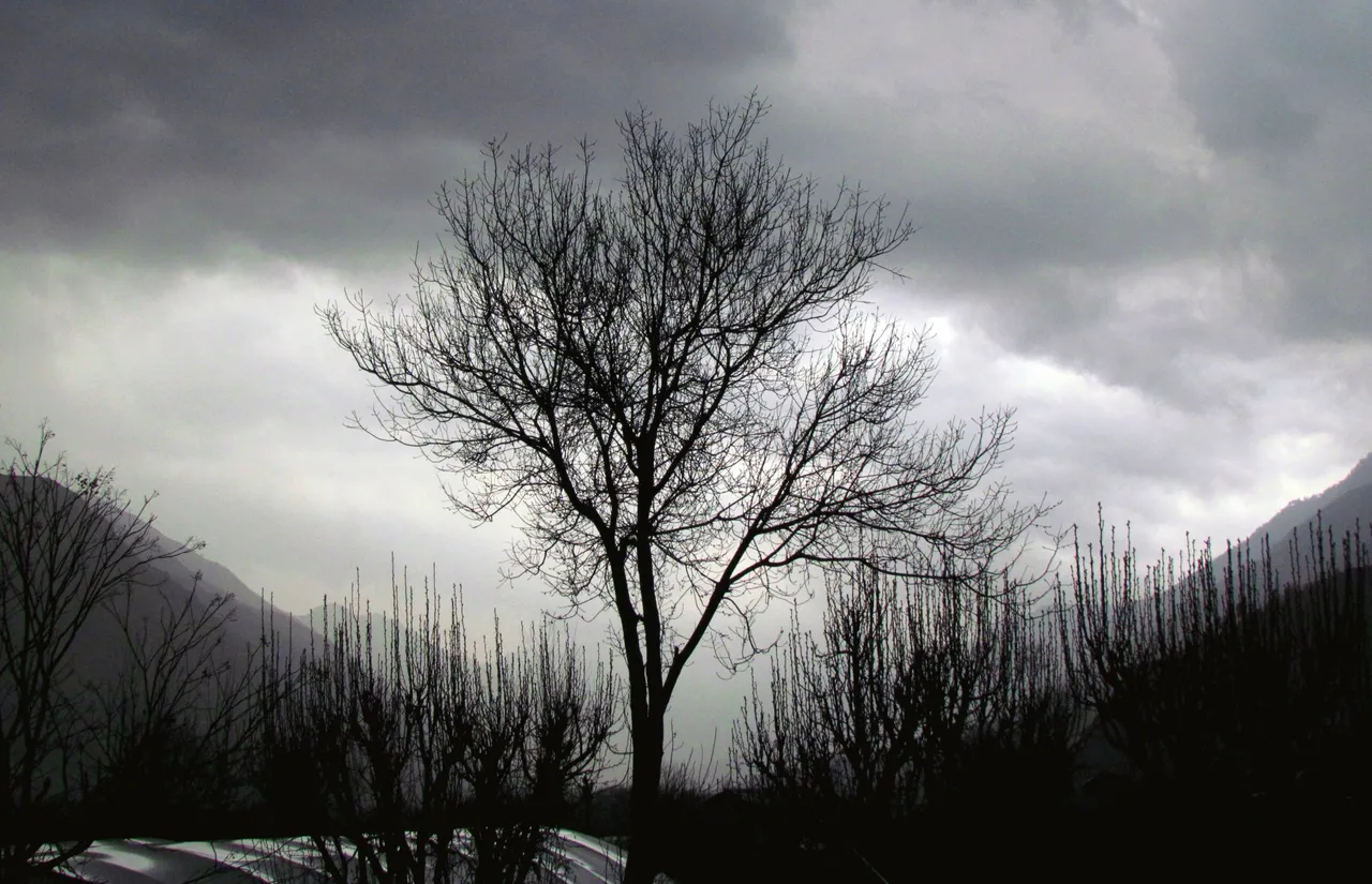 meandering daze 1.jpg