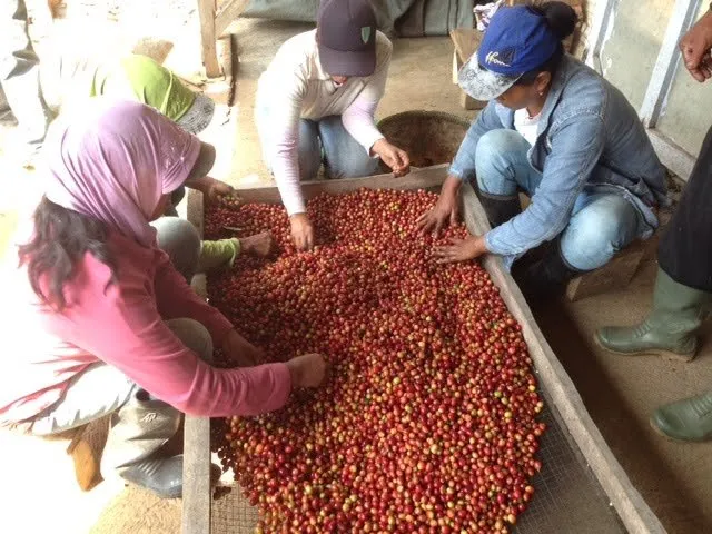 penyortiran-buah-kopi.jpg