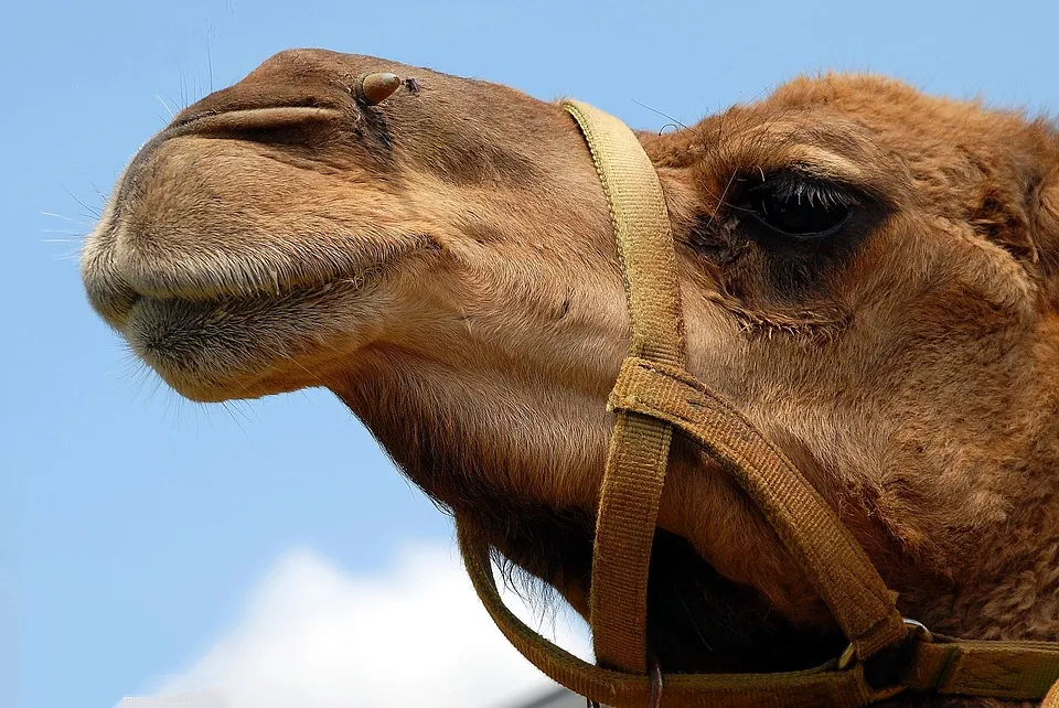 camel-1624643_960_720.jpg