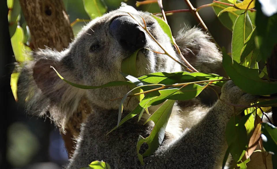 koala-2954311_960_720.jpg