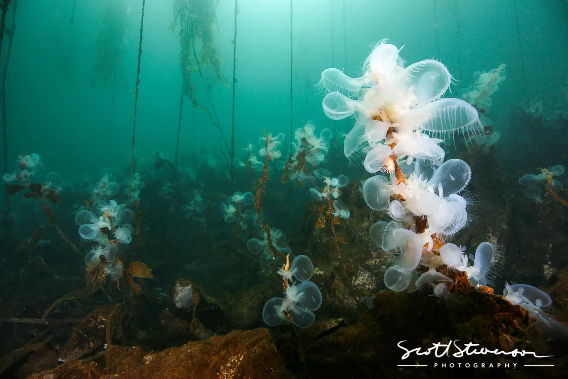 Hooded Nudibranch-4.jpg