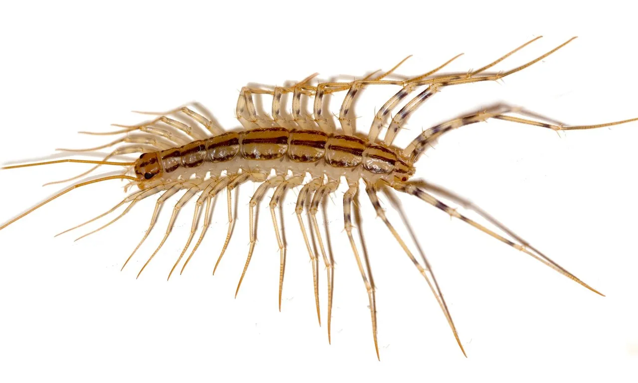 scutigera_coleoptrata.JPG