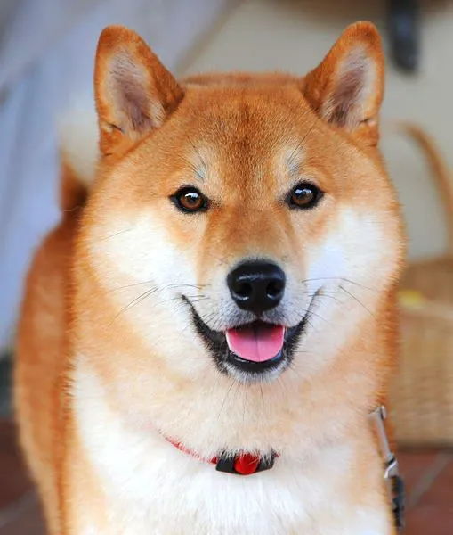 509px-Shiba_inu_taiki.jpg