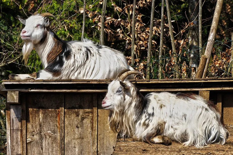 goats-3284856_960_720.jpg