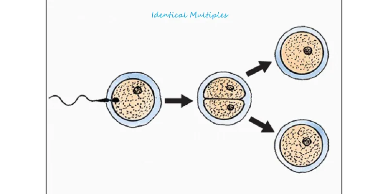Identical Multiples.png