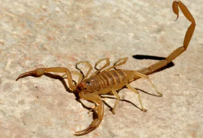 arizona_bark_scorpion.jpg