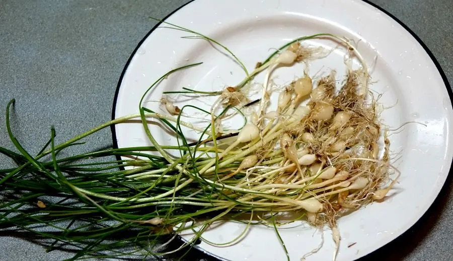 x wild chives 2.jpg