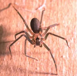 brown-recluse-spider.jpeg