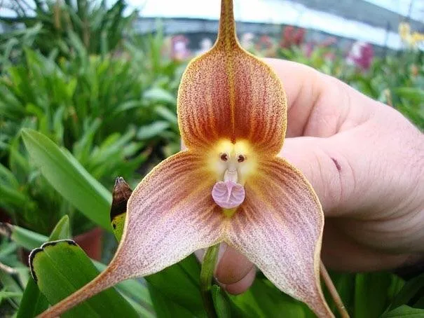 The Monkey Orchid.jpg