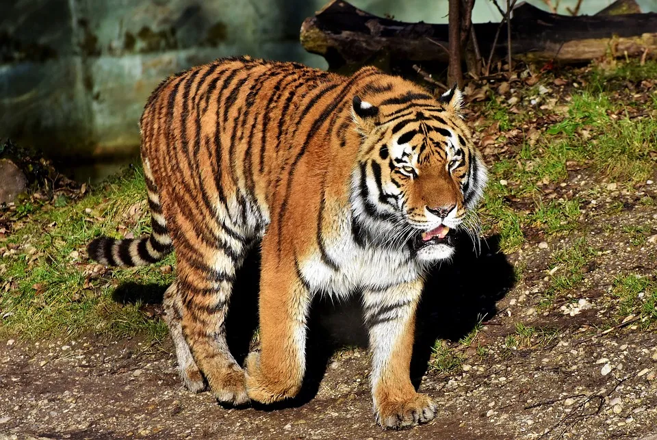 tiger-3192984_960_720.jpg