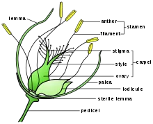 220px-Grassflower.svg.png