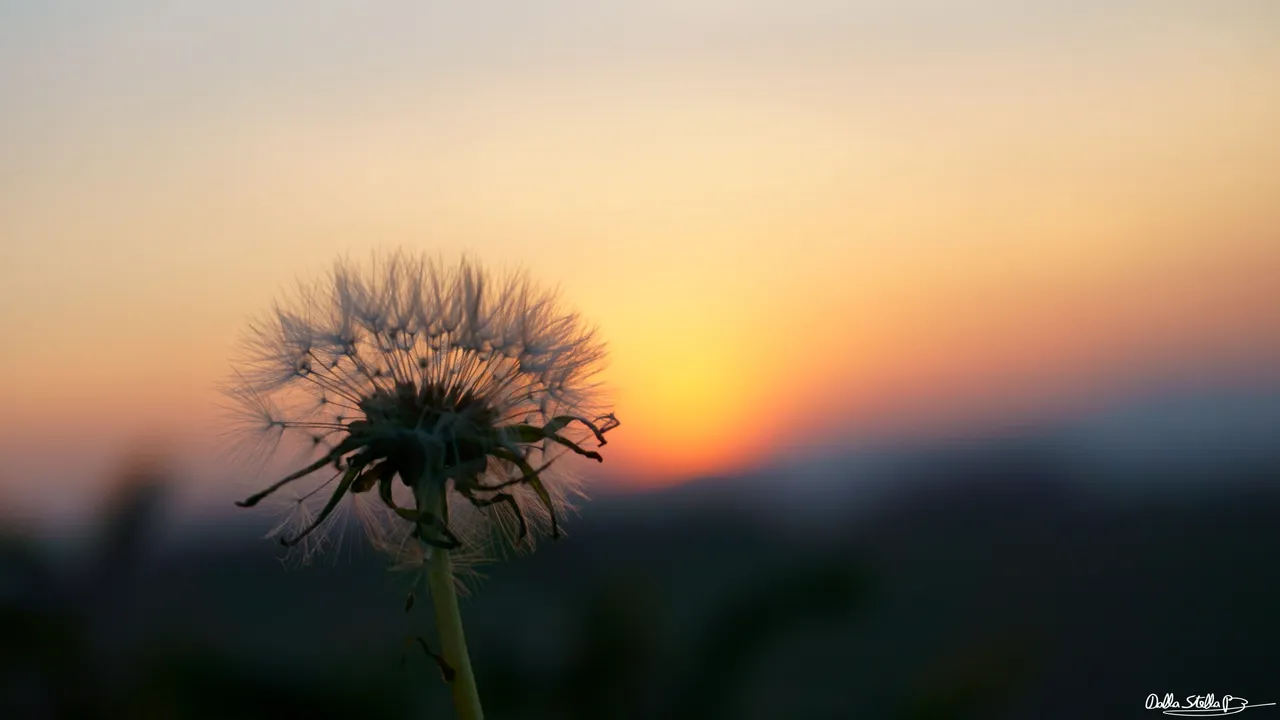 soffione sunset 4.JPG