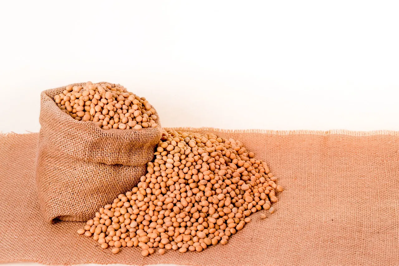 soybeans-2039640_1280.jpg