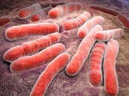 tuberculosis-bacteria.jpg