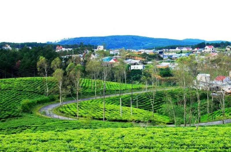 Cau Dat Tea Hil.jpg