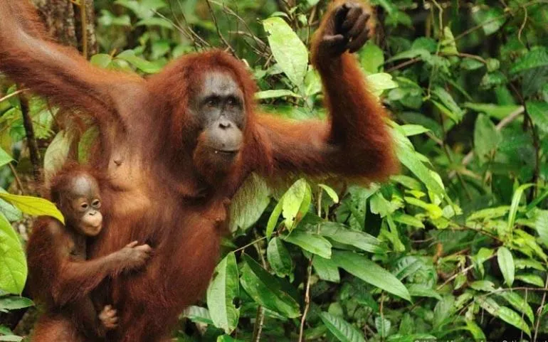 orang-utan-kalimantan.jpg