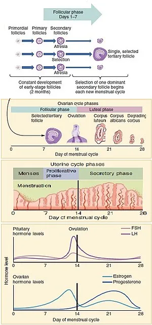 300px-Figure_28_02_07.jpg