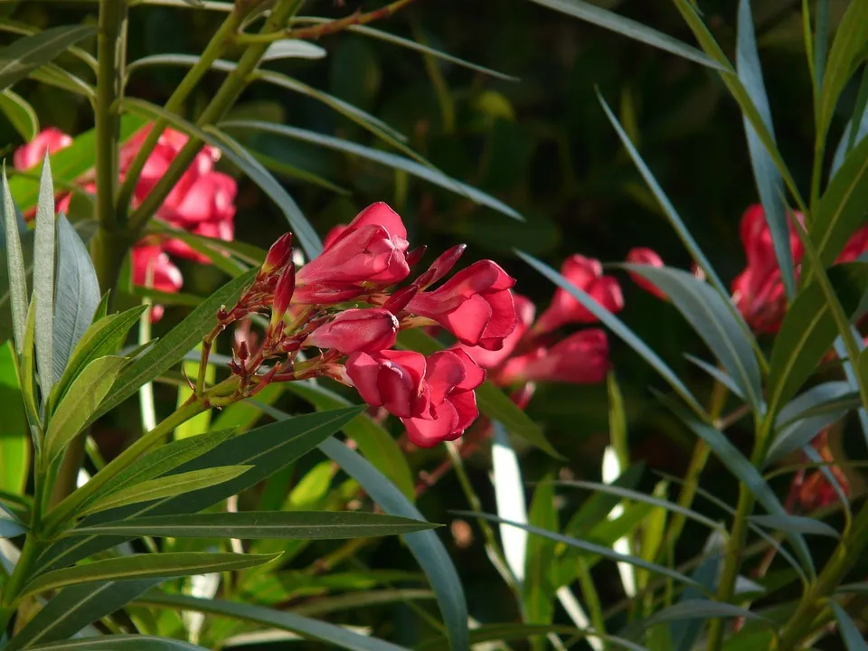 oleander-9895_960_720.jpg