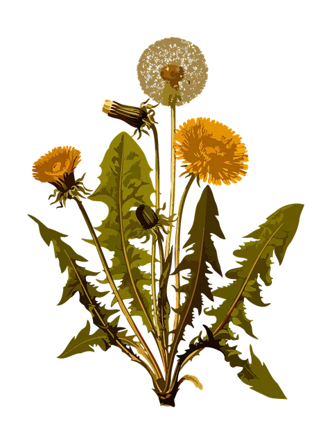 dandelion-1299794_640.png