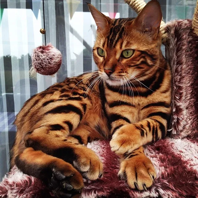 thor_the_bengal_cat_2.jpg
