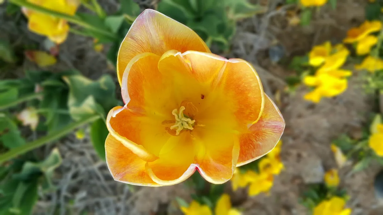 flower20150501_183116.jpg