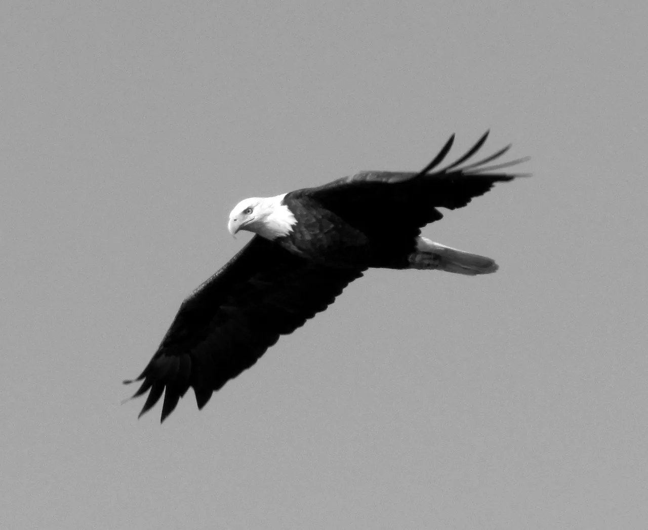 BW Bald EagleSX30.jpg